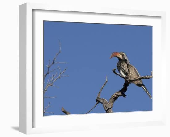 Monteiro's Hornbill, Tockus Monteiri, Central Namibia-Maresa Pryor-Framed Photographic Print