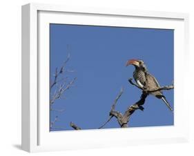 Monteiro's Hornbill, Tockus Monteiri, Central Namibia-Maresa Pryor-Framed Photographic Print