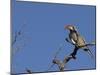 Monteiro's Hornbill, Tockus Monteiri, Central Namibia-Maresa Pryor-Mounted Photographic Print