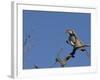 Monteiro's Hornbill, Tockus Monteiri, Central Namibia-Maresa Pryor-Framed Photographic Print