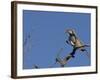 Monteiro's Hornbill, Tockus Monteiri, Central Namibia-Maresa Pryor-Framed Photographic Print