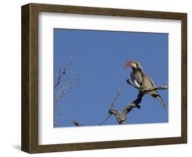 Monteiro's Hornbill, Tockus Monteiri, Central Namibia-Maresa Pryor-Framed Photographic Print