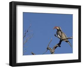 Monteiro's Hornbill, Tockus Monteiri, Central Namibia-Maresa Pryor-Framed Photographic Print