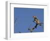 Monteiro's Hornbill, Tockus Monteiri, Central Namibia-Maresa Pryor-Framed Photographic Print