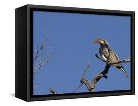 Monteiro's Hornbill, Tockus Monteiri, Central Namibia-Maresa Pryor-Framed Stretched Canvas