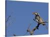 Monteiro's Hornbill, Tockus Monteiri, Central Namibia-Maresa Pryor-Stretched Canvas