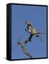 Monteiros Hornbill, Tockus Monteiri, Central Namibia-Maresa Pryor-Framed Stretched Canvas