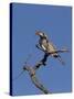 Monteiros Hornbill, Tockus Monteiri, Central Namibia-Maresa Pryor-Stretched Canvas