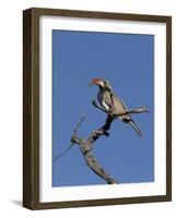 Monteiros Hornbill, Tockus Monteiri, Central Namibia-Maresa Pryor-Framed Photographic Print