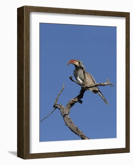 Monteiros Hornbill, Tockus Monteiri, Central Namibia-Maresa Pryor-Framed Photographic Print