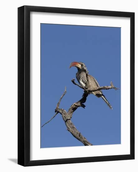 Monteiros Hornbill, Tockus Monteiri, Central Namibia-Maresa Pryor-Framed Photographic Print