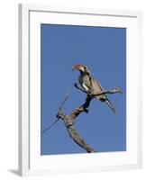 Monteiros Hornbill, Tockus Monteiri, Central Namibia-Maresa Pryor-Framed Photographic Print