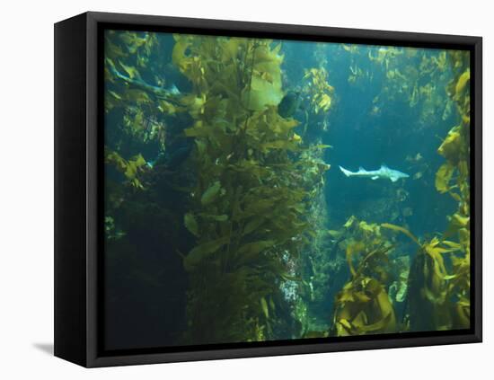 Monterey Bay Aquarium, Cannery Row, Monterey, Central California Coast, USA-Stuart Westmorland-Framed Stretched Canvas
