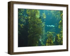 Monterey Bay Aquarium, Cannery Row, Monterey, Central California Coast, USA-Stuart Westmorland-Framed Photographic Print