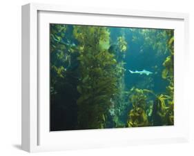 Monterey Bay Aquarium, Cannery Row, Monterey, Central California Coast, USA-Stuart Westmorland-Framed Photographic Print