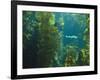 Monterey Bay Aquarium, Cannery Row, Monterey, Central California Coast, USA-Stuart Westmorland-Framed Photographic Print