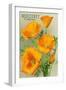 Monterey, California - State Flower - Poppy Flowers-Lantern Press-Framed Art Print