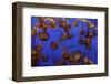 Monterey, California-Art Wolfe-Framed Photographic Print