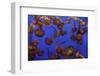 Monterey, California-Art Wolfe-Framed Photographic Print