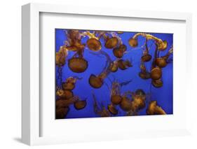 Monterey, California-Art Wolfe-Framed Photographic Print