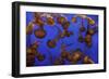 Monterey, California-Art Wolfe-Framed Photographic Print