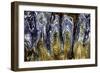 Monterey, California-Art Wolfe-Framed Photographic Print