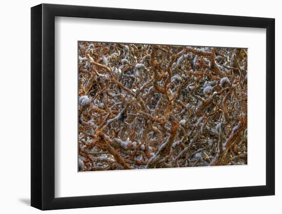 Monterey, California-Art Wolfe-Framed Photographic Print