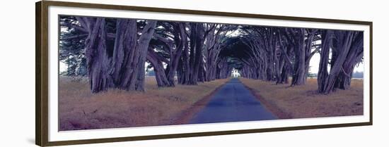 Monterey Cypress Trees, Point Reyes, California-Richard Berenholtz-Framed Art Print