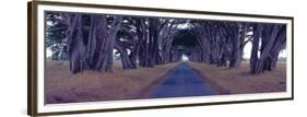 Monterey Cypress Trees, Point Reyes, California-Richard Berenholtz-Framed Art Print