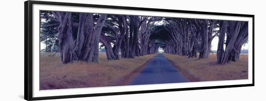 Monterey Cypress Trees, Point Reyes, California-Richard Berenholtz-Framed Art Print