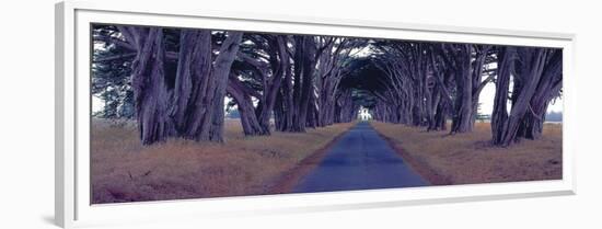 Monterey Cypress Trees, Point Reyes, California-Richard Berenholtz-Framed Art Print