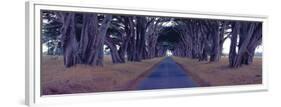 Monterey Cypress Trees, Point Reyes, California-Richard Berenholtz-Framed Art Print