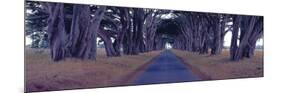 Monterey Cypress Trees, Point Reyes, California-Richard Berenholtz-Mounted Art Print