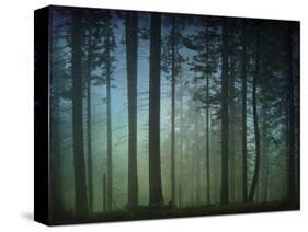 Monterey Pines in Fog-William Guion-Stretched Canvas