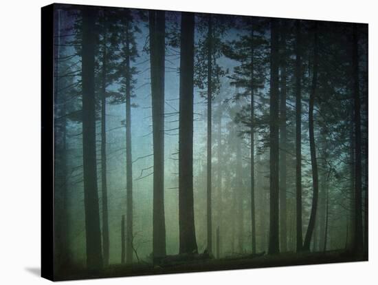 Monterey Pines in Fog-William Guion-Stretched Canvas