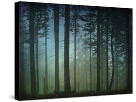 Monterey Pines in Fog-William Guion-Stretched Canvas