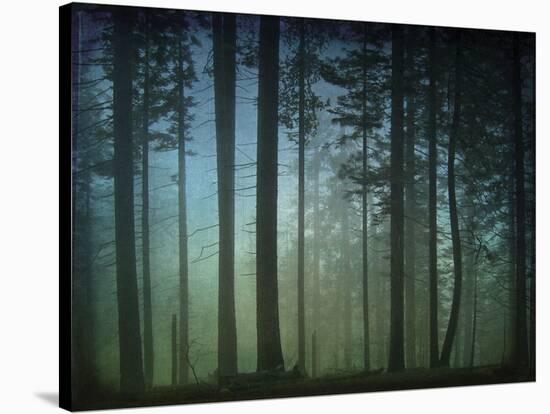 Monterey Pines in Fog-William Guion-Stretched Canvas