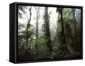Monteverde Cloud Forest, Costa Rica-Stuart Westmoreland-Framed Stretched Canvas