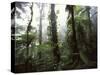 Monteverde Cloud Forest, Costa Rica-Stuart Westmoreland-Stretched Canvas