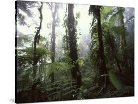 Monteverde Cloud Forest, Costa Rica-Stuart Westmoreland-Stretched Canvas