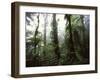 Monteverde Cloud Forest, Costa Rica-Stuart Westmoreland-Framed Photographic Print