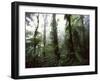 Monteverde Cloud Forest, Costa Rica-Stuart Westmoreland-Framed Photographic Print