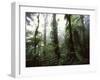 Monteverde Cloud Forest, Costa Rica-Stuart Westmoreland-Framed Photographic Print