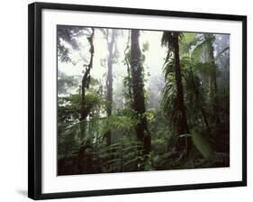 Monteverde Cloud Forest, Costa Rica-Stuart Westmoreland-Framed Photographic Print