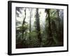 Monteverde Cloud Forest, Costa Rica-Stuart Westmoreland-Framed Photographic Print