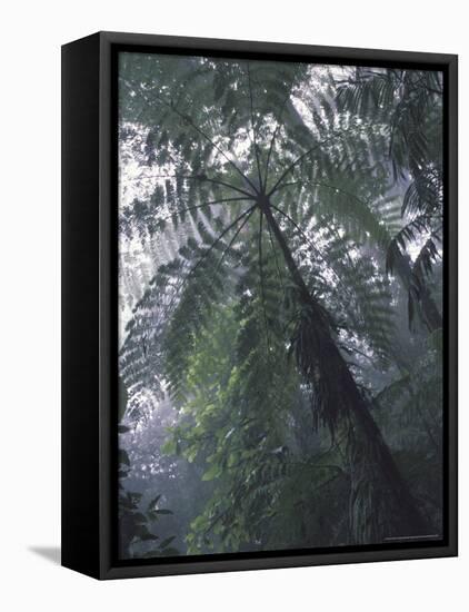 Monteverde Cloud Forest, Costa Rica-Michele Westmorland-Framed Stretched Canvas