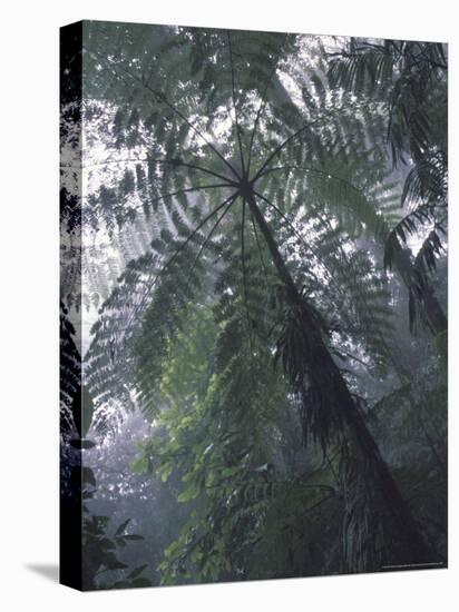 Monteverde Cloud Forest, Costa Rica-Michele Westmorland-Stretched Canvas