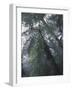 Monteverde Cloud Forest, Costa Rica-Michele Westmorland-Framed Photographic Print