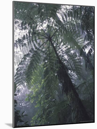 Monteverde Cloud Forest, Costa Rica-Michele Westmorland-Mounted Photographic Print