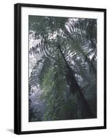 Monteverde Cloud Forest, Costa Rica-Michele Westmorland-Framed Photographic Print